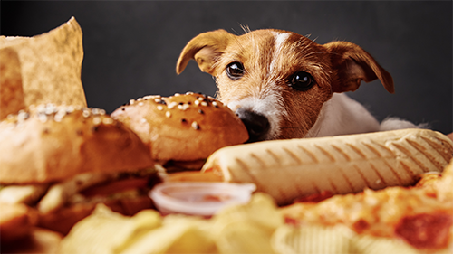 Pet Nutrition: Decoding Your Pet Food Labels It will discuss the meaning of labels Pet Nutrition: Decoding Your Pet Food Labels It will discuss the meaning of labels