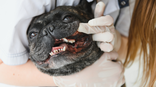 Dental Care Dental Care