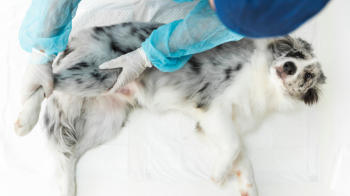 Orthopaedic surgery Orthopaedic surgery