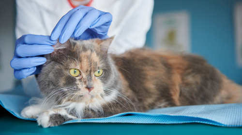 Preventative Care for Parasites Preventative Care for Parasites
