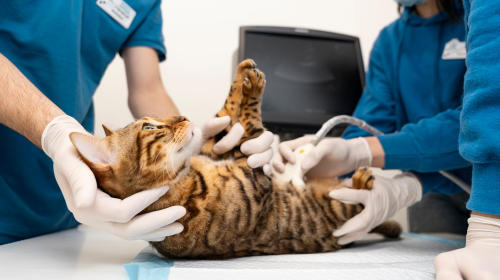 Spay & Neuter Spay & Neuter