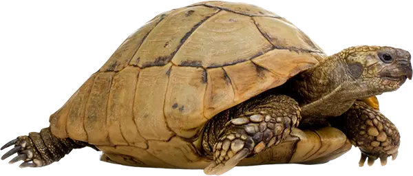 turtle turtle